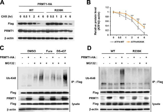 ATF4의 R239의 메틸화 기전이 ATF4의 단백질 안전성을 조절할 수 있음. (A-B) ATF4의 R239K mutant의 경우 단백질의 반감기가 WT에 비하여 유의적으로 증가됨을 확인함. (C) ATF4의 ubiquitination이 PRMT1 inhibitor인 Furamidine에 의해 감소됨을 확인함. (D) ATF4 R239K mutant의 경우 PRMT1의 과발현에 의한 단백질 분해 촉진 과정이 나타자지 않음을 확인함