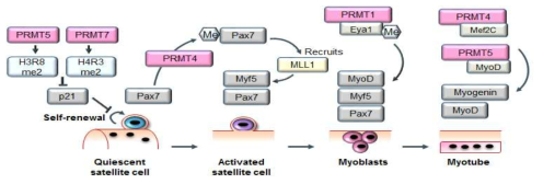 근육 줄기세포의 세포 핵 내 PRMTs에 의한 조절기전