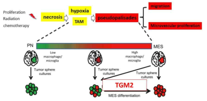 TGM2에 의한 종양진화 모식도 표준항암치료에 의해 야기되고 종양미세환경에 의해 유도되는 종양진화과정에서 Transglutaminase 2(TGM2)에 의한 세포신호전달 remodeling이 종양진화의 핵심임을 밝히고 기전연구를 통해 새로운 치료기법을 제시하고자 함