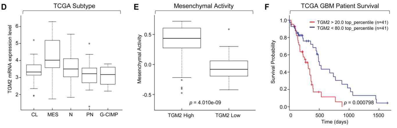 뇌암환자들을 대상으로한 data base에서 TGM2 발현에 따른 예후차이를 분석 (A) TCGA GBM subtype 중에서 Mesenchymal group에서 TGM2 mRNA 발현이 가장 높았음. (B) TGM2 발현이 높을수록 Mesenchymal activity가 유의하게 높음. (C) TGM2 발현이 높은 GBM 환자는 예후가 유의하게 더 나쁜 것을 Kaplan-Meier survival plot으로 나타냄