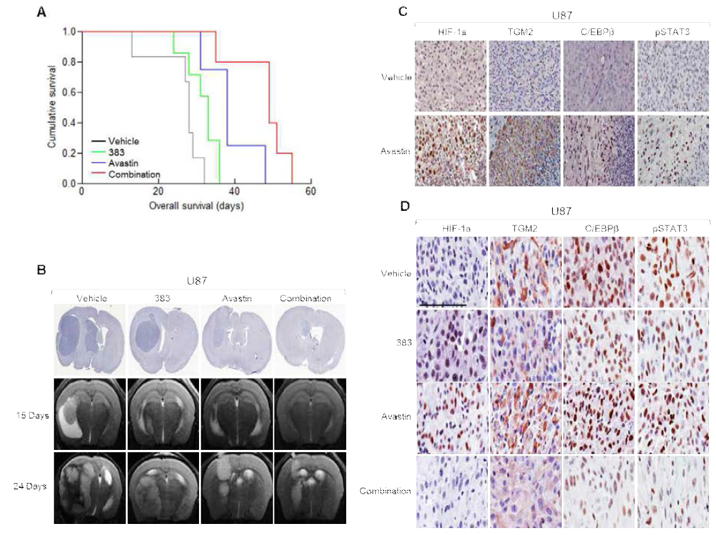 TGM2의 활성을 억제하는 inhibitor의 발굴과 효능시험 (in vivo) BBB(혈액-뇌장벽)를 통과가능한 TGM2 저해제를 발굴하였으며, Mesenchymal type GBM 세포 (83NS 또는 avastin 저항성을 보이는 U87 tumor)의 성장을 억제하는 것을 확인. In vivo 질환모델에서 기존치료제인 avastin과 병용하였을 때 상승효과가 있음을 확인. TGM2 저해제를 투여하였을 때 조직내에서 TGM2와 그 하위 signalling molecule의 발현감소를 IHC로 확인함