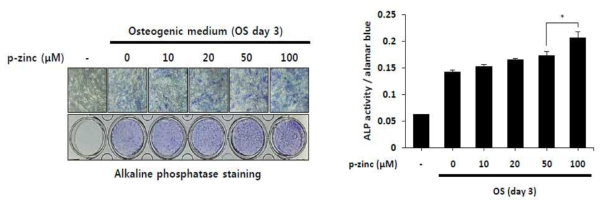 아연복합체의 농도에 따른 골 분화능 비교
