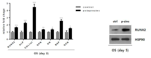 골 분화과정에서의 RUNX2와 하위 유전자 발현량 확인