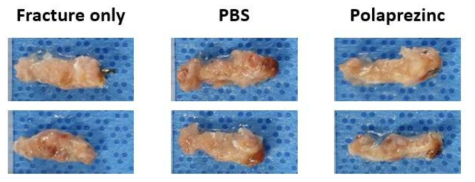 마우스 대퇴골 골절 모델 정립 및 아연복합제의 효능 검증