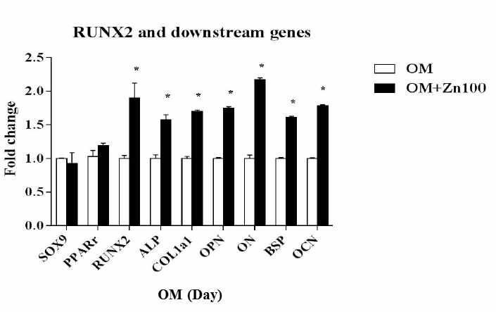 골 분화과정에서 RUNX2와 하위 유전자 발현량 확인