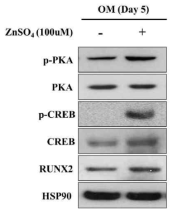 아연이 PKA-CREB 신호 전달계를 활성화