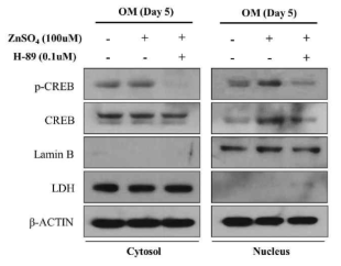 아연과 PKA의 상호작용에 의한 p-CREB의 핵으로의 이동 확인