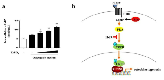 cAMP-PKA-CREB 신호전달계를 통한 아연의 골 분화 촉진 기전