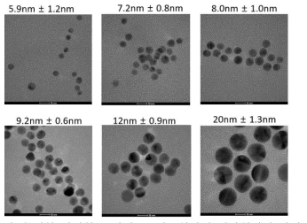 합성한 다양한 크기의 금 나노입자의 전자현미경 사진