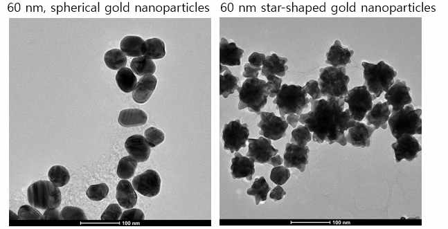 60nm의 크기를 가지는 금나노입자 및 금나노별의 전자현미경 사진