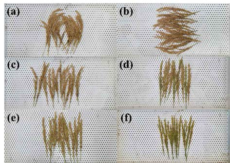 Pictures of panicles depending on the degree of exposure time on heat stress. The exposure time of heat stress in (f) is higher than that in (a)