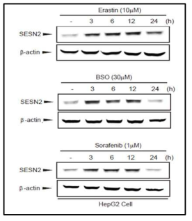 Ferroptosis inducer에 의한 Sestrin2 단백질 발현 증가