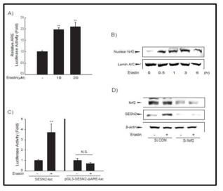 Nrf2를 매개로한 Erastin에 의해 유도되는 Sestrin2 발현