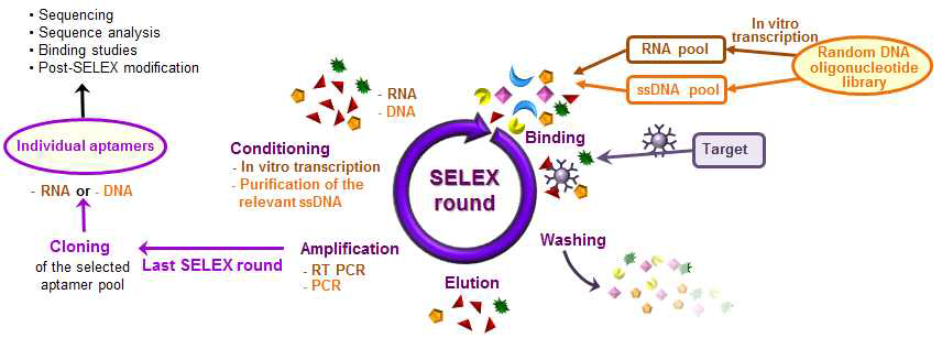 지방세포 분화 유도 단백질에 특이적으로 결합하는 RNA 선별을 위한 SELEX 모식도