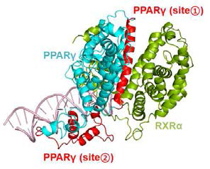 PPARγ와 RXR complex 구조 (PDB ID: 3dzy)