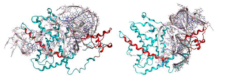 PPARγ (cyan)의 RXR 결합 부위에 결합하는 PPARγ RNA 앱타머 (왼쪽 PPAR-11, 오른쪽 PPAR-15)