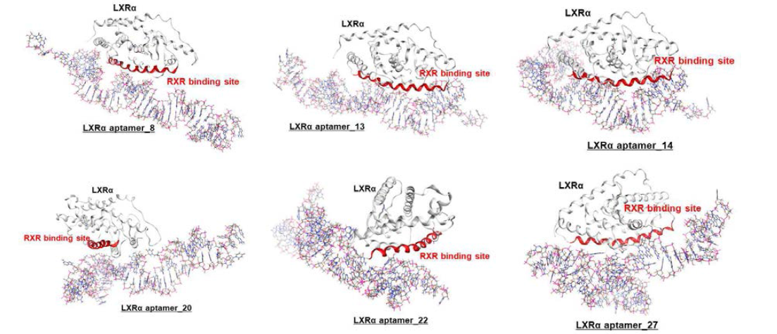 LXRα와 RXR결합 부위에 결합하는 LXRα RNA 앱타머 6종