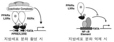 지방세포 분화와 관련된 PPAR과 LXR의 기작