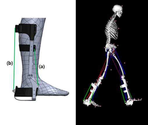 수동보조형 발목관절 보조기와 근골격 시뮬레이션 모델