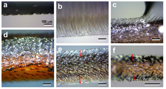 Interaction of middle legs of G. gigas with water. The parts of the legs are femur, tibia, and tarsus for d, e, f, respectively. The red arrows indicate sheath of air which covers leg