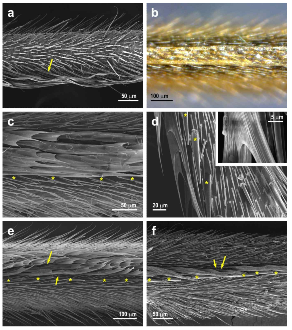 Leaf-shaped setae of hind legs of G. gigas and A. paludum. The yellow arrows indicate basal parts of leaf-shaped setae, the asterisks indicate rows of thorn-shaped setae beside the beam-shaped structure