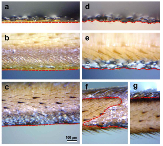 Interaction of hind legs of G. gigas with water. Leaf-shaped setae held smooth outlines (a, b, and c). The outline was bumpy and even been lost (d, e, f, and g)