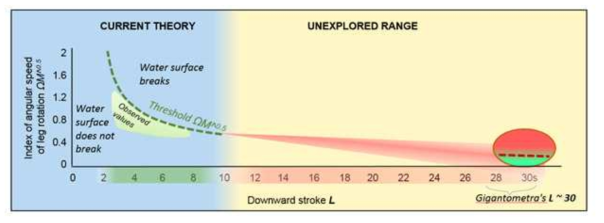 Graphical explanation of the current theoretical understanding of jumping on water by semi-aquatic insects and the goals of our research. Theoretical model (simplified, based on Yang et al 2016) for surface-tension jumping applies to the smaller water strider species (up to ~50mg) with leg lengths of up to ~ 3cm corresponding to L up to ~ 10 (the range of empirically observed values is represented by the green shading on the horizontal axis), who use angular downward leg speeds Ω that locate their jumping in the green shaded area of “Observed values” (of L and ΩM^0.5) that lay right under the line (green broken line) of critical threshold value of the angular leg speed above which the water surface breaks (M indicates dimensionless body mass; Ω indicates dimensionless angular speed of legs). The red shaded cone indicates a hypothetical area where a threshold line is likely located for the larger species. We aim at finding out the theoretical threshold value (symbolized by the red broken line) for Gigantometra’s L ~ 30. The goal of the experimental research is to determine if Gigantometra follows the rule for surface-tension powered jumps and uses low angular leg speed below the critical threshold value (green lower part of ellipse; below the red broken line) or uses higher leg speeds that lead to water surface breaking (red upper part of the ellipse; above the red broken line)