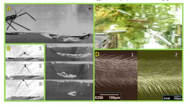 Photographic explanation of how the giant waterstrider, Gigantometra gigas, jumps on water. A) Leg close-up images. B) Images of the jumping in the experimental container. C) Gigantometra gigas standing on the water surface in a typical posture with dimples created by each leg visible on the surface of water; one of the “typical” water strider species, Gerris gracilicornis, is shown for scale in the inset. D) SEM image of midleg’s tibia of the giant water strider (D-2) compared with the “typical” Palearctic species, Aquarius paludum (D-1). The hind leg is always bent at the femur-tibia joint keeping tibia and tarsi as one horizontal functional unit that supports the insects on the surface. During the first 40ms of jump the insect keeps the hindleg’s tibia and tarsi unit approximately horizontally pressing the surface and creating a dimple (with only occasional breaking of the surface). The midleg’s femur+tibia+tarsi rod-like elastic functional unit moves downward while bending and deforming the surface of water to create a dimple of up to 6-7mm deep (A-1, B-1) before breaking the surface (B-2 shows moment immediately after breaking of the surface). After breaking, each midleg continues to operate as a bending rod-like functional unit pushing down in the water (A-2, A-3, B2) and creating upward drag force. Air sheath (A-2, A-3) is caught among the long hairs on midleg’s tibia and tarsus (D-2), contributing to the drag force. At the final stage of jump the midlegs slide out of the air sheaths leaving air bubbles in water (A-4) and resulting in the waterstrider leaving the water surface (A3). Photo credits: P.G.Jablonski, J.M.Ha, W.J.Kim (A, B); P.G.Jablonski  W.J.Kim (C inset); W.J.Kim & S.I.Lee (D)