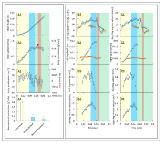 Kinematics and dynamics of the jumping on water by the giant waterstrider, Gigantometra gigas. Results from analysis of a typical jump (results from analysis of two other jumps are in the Supplementary Materials, Part 4). A) variables obtained from the body movement: changes of body height above the water surface (A1), body velocity (A2) and body acceleration (A3) during the jump. Right side axes in A2 and A3 indicated the changes of body momentum (A1) and total force (A3) during the jump calculated from the body movement and body mass. A4 shows the comparison between the values of momentum gained during the three phases of jump: the surface-tension phase (yellow), the drag phase (blue) and the final phase, between the moment of reaching the deepest point and the moment of reaching maximal take off velocity of the body (green). B) and C) contain variables concerning the left (B) and right (C) movements of midlegs (blue circles) and hindlegs (brown circles in B1, B2, C1, C2): angular downward velocity (B1, C1), depth (B2, C2), downward velocity (B3, C3) and downward velocity relative to the body position (B4, C4). Yellow background indicates the surface-tension phase until the moment of surface breaking. Blue background indicates the drag phase between the moment of surface breaking (in A it is an average from right and left midleg breaking) and the moment of reaching the maximal depth of legs (in A it is an average from the left and right midleg). Green indicates the final phase when the whole insect moves upward. Orange band indicates the moment of losing contact with water (in A it is an average from left and right leg). Red arrow in A2 indicates the moment of maximal body velocity