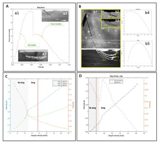 Results from the theoretical model of jumping dynamics of the giant water strider. A – An example of temporal changes of the drag force in a drag phase and the effect of air sheath presence around the midleg on the drag force value. B – comparison of the role of drag in the jump of the giant water strider (b1, b5) and the “typical” water strider (b2, b3, b4); b1, b2, b3 contain composite figures based on several frames from slow motion movies showing how the midleg of the giant water strider moves downward in a drag phase (b1) compared with two “typical” water striders, Gerris gracilicornis (b2) and Gerris latiabdominis (b3); b4 and b5 show results from the model and illustrate how leg velocity (positive values indicate downward movement and negative values indicate upward movement) changes in the drag phase of the giant waterstrider (b5) compared to the “typical” waterstrider (b4). C and D contain predictions of the take-off velocity (left vertical axis) and the latency to take off (right vertical axis) as a function of midlegs’ downward angular velocity for the water strider representing the size and morphology of the giant waterstrider (C) and the “typical” waterstrider (D; Model Description details not reported here – the model is a result of collaboration with Prof. Ho-Young Kim, Seoul National University, including among others Kim et al 2017). Notice different scales in Fig. 4C and Fig. 4D