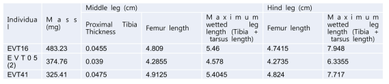 Morphology of the three individuals for which the jumps were fully analyzed