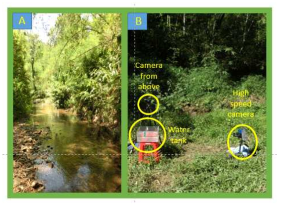 Field methods. A) Study site in the natural habitat of the giant water strider. B) Experimental setup used in the field to obtain high-speed movies of jumping giant water striders. A water strider was put in a transparent water tank. Jumping was triggered by poking the insect gently from under water using a hook-shaped wire. Battery-operated high speed camera (TS 1000) was used to film the jump, while standard camcorder filmed it from above to provide information about distance of the insect to the front wall of the tank (this distance was crucial to translate pixel coordinates into centimeters). A white sheet of fabric spread behind the water tank (not visible in the photo) was used as a background