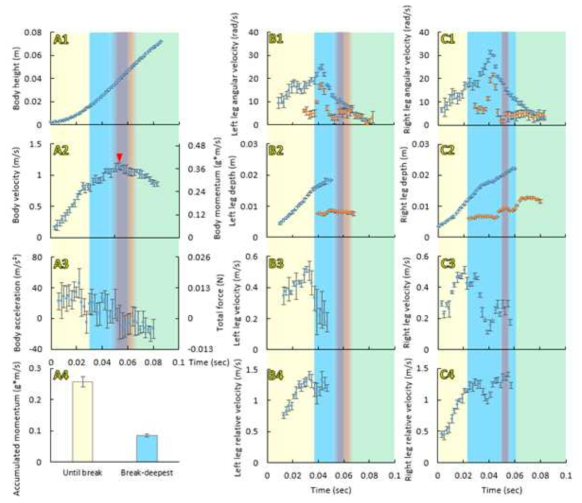 Kinematics and dynamics of the jumping on water by the giant waterstrider, Gigantometra gigas. Results from analysis of a jump. A) variables obtained from the body movement: changes of body height above the water surface (A1), body velocity (A2) and body acceleration (A3) during the jump. Right side axes in A2 and A3 indicated the changes of body momentum (A1) and total force (A3) during the jump calculated from the body movement and body mass. A4 shows the comparison between the values of momentum gained during the three phases of jump: the surface-tension phase (yellow), the drag phase (blue) and the final phase, between the moment of reaching the deepest point and the moment of reaching maximal take off velocity of the body (green). B) and C) contain variables concerning the left (B) and right (C) movements of midlegs (blue circles) and hindlegs (brown circles in B1, B2, C1, C2): angular downward velocity (B1, C1), depth (B2, C2), downward velocity (B3, C3) and downward velocity relative to the body position (B4, C4). Yellow background indicates the surface-tension phase until the moment of surface breaking. Blue background indicates the drag phase between the moment of surface breaking (in A it is an average from right and left midleg breaking) and the moment of reaching the maximal depth of legs (in A it is an average from the left and right midleg). Green indicates the final phase when the whole insect moves upward. Orange band indicates the moment of losing contact with water (in A it is an average from left and right leg). Red arrow in A2 indicates the moment of maximal body velocity