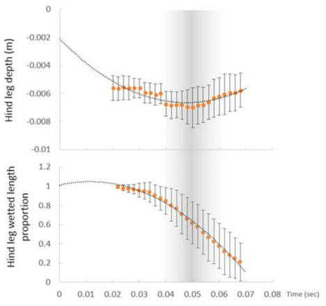 Changes of hindleg’s dimple depth (A) and hindleg’s wetted leg length (B) during jump. . A) - Average hind leg depth from the three analyzed movies: quadratic regression is h(t) = 2.0058t² - 0.1908t - 0.0021 (R² = 0.7344). B) - Average proportion calculated as the length of the wetted leg / tibia+tarsus length from the three best movies with a lateral view of the jumping waterstrider: quadratic regression is Pr(t) = -276.93t² + 6.3623t + 1.0112 (R² = 0.99). The regressions were used in the model to simulate the contribution of hindlegs. In case of (B) the regression equation was used in the model from the moment of about 25ms of jump. In the first 25ms of jump the model assumed that the wetted leg length was equal to the tibia+tarsus length. The gray shaded part represents the time when the deepest dimple depth is reached