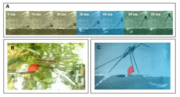 Hindlegs in the jump of the giant waterstrider. Changes of body pitch during the jump analyzed in Fig. 3 are the most pronounced in the final phase (marked by green shade in A (corresponding to green background in Fig. 3) when a sudden short lasting increase in the angular velocity of hindlegs occurs.. Hindleg’s tibia+tarsus remain at an approximately similar angle to the femur during normal resting position (B) and during a large portion of the jump (C)