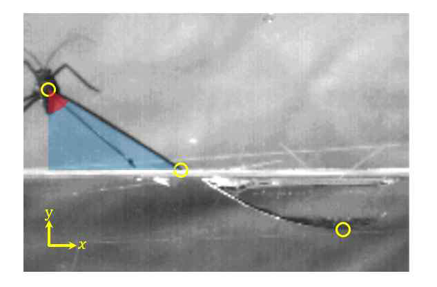 Surface, deepest point of the middle leg, and the body were tracked every frame by MaxTRAQ program. The vertical angle of the legs was calculated with surface point and body center by assuming leg moved in an ideal plane