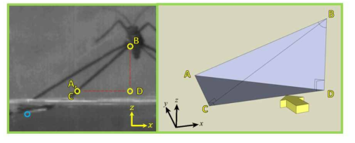 Hind femur angle was calculated from measured femur length and digitized video. Since we knew the real femur length of the hind leg, angle. Femur tip and the deepest point of the hind leg also digitized