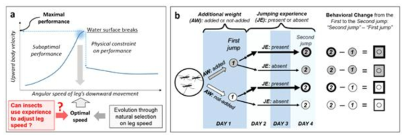 Research question and methods: the theoretical significance of determining if water striders use their personal experience to adjust their leg speed during jumping on the water surface (a), and the experimental scheme used in the study (b). In (a): According to our recent theoretical model (3), as the angular leg speed increases so is the jumping speed (while the time to take-off decreases; not shown here), until the moment when water surface breaks and jumping performance abruptly decreases. The optimal leg speed is just below that critical value. Water striders are able to maintain, on average, the optimal leg speed, and determining if they are able to modify their leg movements based on personal experience is the first step to evaluate if individual adjustments may be responsible for this optimal behavior. In (b): on DAY 1, individual water strider of Gerris latiabdominis was randomly assigned to two Additional Weight (AW) treatments: weight-added (gray box) or weight-not-added (white box) treatment. First jump was filmed about two hours after weight addition on DAY 1. Change in jumping performance was expressed as the difference between First jump and Second jump (value at Second jump minus value at First jump) filmed three days later after some individuals had an opportunity to experience frequent jumping (Jumping Experience [JE]-present condition; box plots with thick lines), while others did not (JE-absent condition; box plots with thin lines)