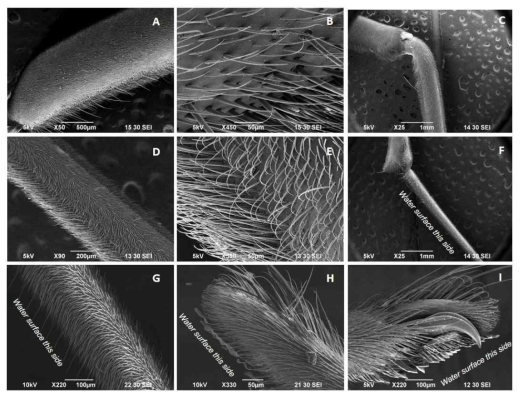 Examples of SEM images of frontlegs of Ptilomera hylactor: A- femur; B- close-up of femur; C- femur/tibia joint; D- tibia; E- close-up of tibia; F- tibia/tarsus joint; G- tarsus; H, I – tip of tarsus from two directions