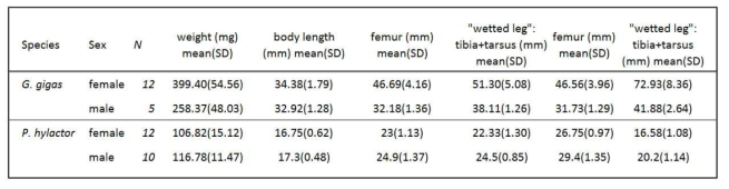 Measurements of representative specimens from the populations of the two studied species. The studied species are heavier about 10 times as heavy ad the “typical” Palearctic water striders for which theory of locotmotion has been developed