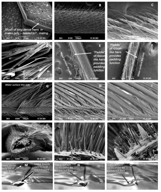 Examples of SEM images of midlegs of Ptilomera hylactor: A- femur/tibia joint in a male (males have brushes on femur); B- femur of a female; C- close-up on hairs on femur; D- close-up on male-specific hairs on femur (notice lack of nano-grooves that are typical for hair important for hydrophobicity); E- tibia with its “paddle” made of ribbon-like hairs; F- tarsus with its “paddle” made of ribbon-like hairs; G- close-up on the “paddle”; H, I – close views of the ribbons that comprise the “paddle”; J- tarsus crossection and a location of the “paddle” along the edge that faces water surface; K, L – micro-hairs with grooves on the tarsus. M, N, O – three frames from a slow motion movie of paddling Ptilomera showing how the paddle operates during forward motion by bending and pushing the water surface backwards without breaking the surface