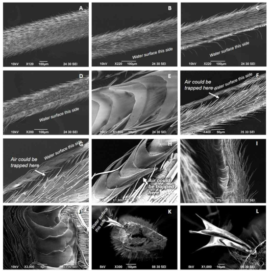 Examples of SEM images of hindlegs of Ptilomera hylactor: A- femur; B- tibia near femur (proximal tibia); C- tibia middle section; D- tibia near femur (distal tibia); E- close-up on the scales at the bottom of tibia; F- tarsus with a row of scales and with the space between the scales and tarsus that can presumably trap air; G- close view on scales running along the water-facing side of mid-tarsus; H- close-up on the scales; I- scales running along the water-facing side of distal tarsus near the tip; J- close-up on the scales on distal tarsus; K- crossection of tibia with the scales; Lclose- up on the crossection of tibia with scales