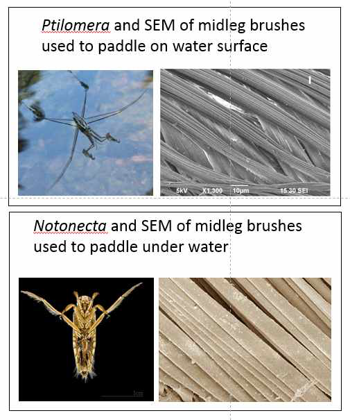 Comparison of leg ribbons used for paddling on the water by Ptilomera and under water by Notonecta backswimmer