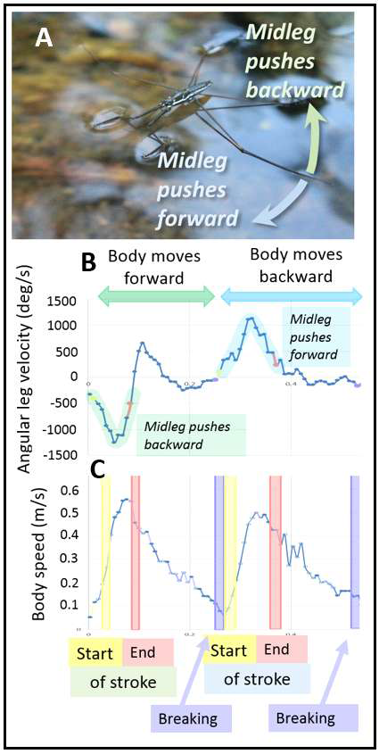 Mechanisms of locomotion by Ptilomera hylactor. Photo of insect on water (A); midleg movements (B), and the resulting body speed (C). Breaking means that the legs function as breaks to decrease the body speed to zero before pushing the body in the opposite direction