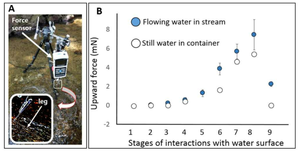 Mesuring forces on a hindleg of Gigantometra gigas. A – experimental setup in natural habitat; B – upward forces at 9 stages: 1) no contact with water, 2) first contact, 3) tarsus presses surface; 4) tarsus and 1/3rd of tibia on water; 5) tarsus and 1/2 of tibia on water; 6) tarsus and 2/3 of tibia on water; 7) tarsus and tibia on water; 8) the deepest point before meniscus breaking; 9) after meniscus breaking