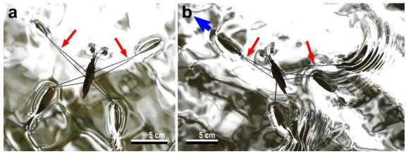 Locomotion of the G. gigas. The red arrows indicate tibia-femur joints. The blue arrow indicates moving direction of G. gigas