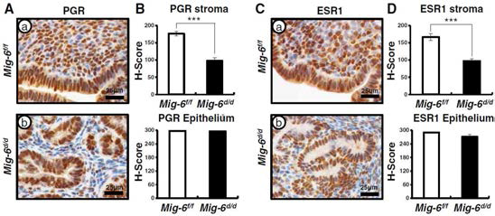 Mig-6d/d 마우스의 자궁 기질에서 PGR과 ESR1의 단백질량이 감소되었음