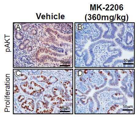 MK-2206 처리에 의한 자궁내막의 AKT 인산화와 상피세포의 세포분열 변화