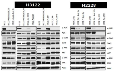 기존 세포주인 H3122, H228에 대한 lorlatinib 저항성 세포주를 구축한 후 활성화된 세포내 신호전달계 분석