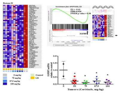 xenograft 종양의 microarray, GSEA, mRNA level 분석 결과